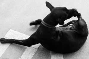 我是人，我反核。 牠是動物，牠反核嗎？